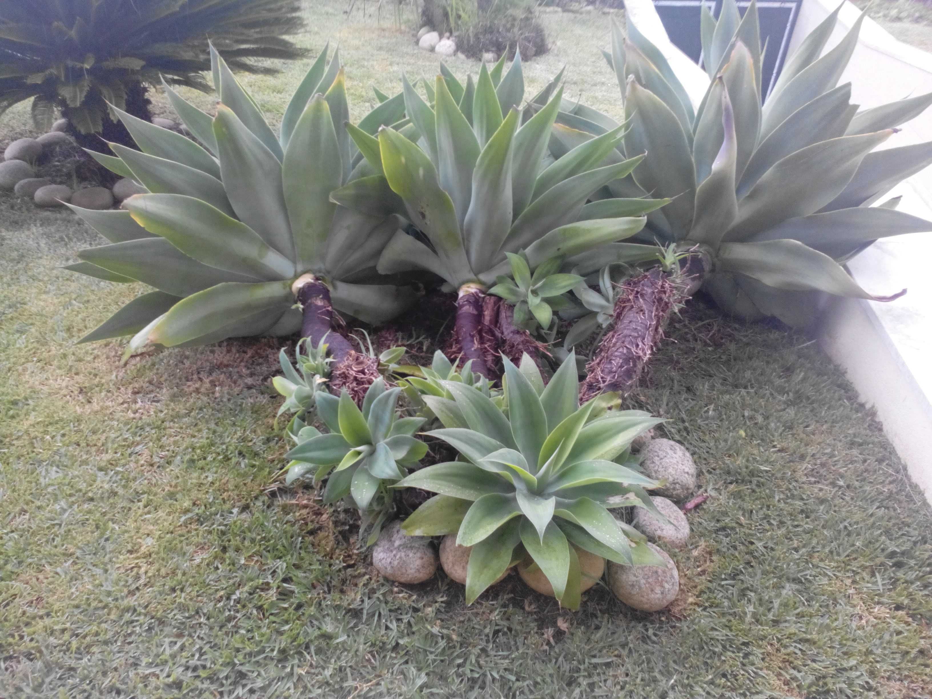 Vendo plantas suculentas.