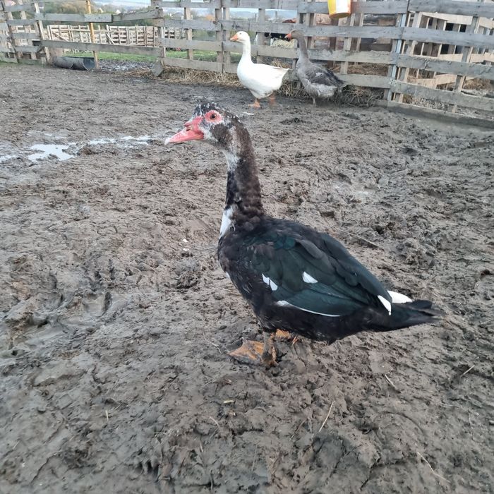 Tuszka z gęsi, kaczki