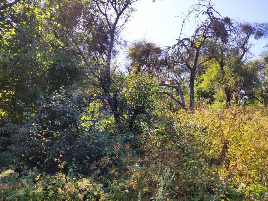 Земельна ділянка зі старим будинком с. Тамановичи