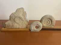 Amonity, skamieliny
