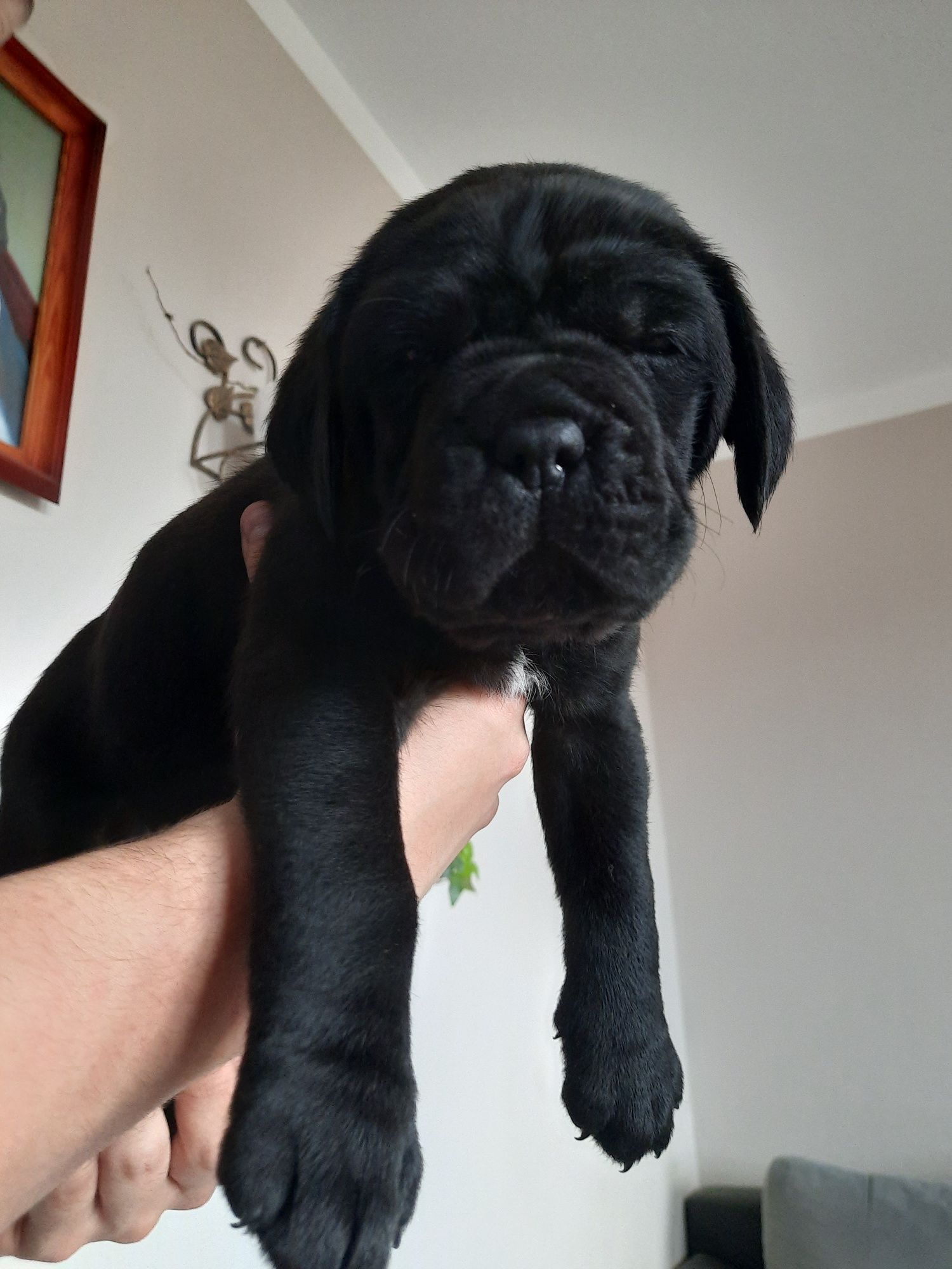 Cane Corso czarna sunia