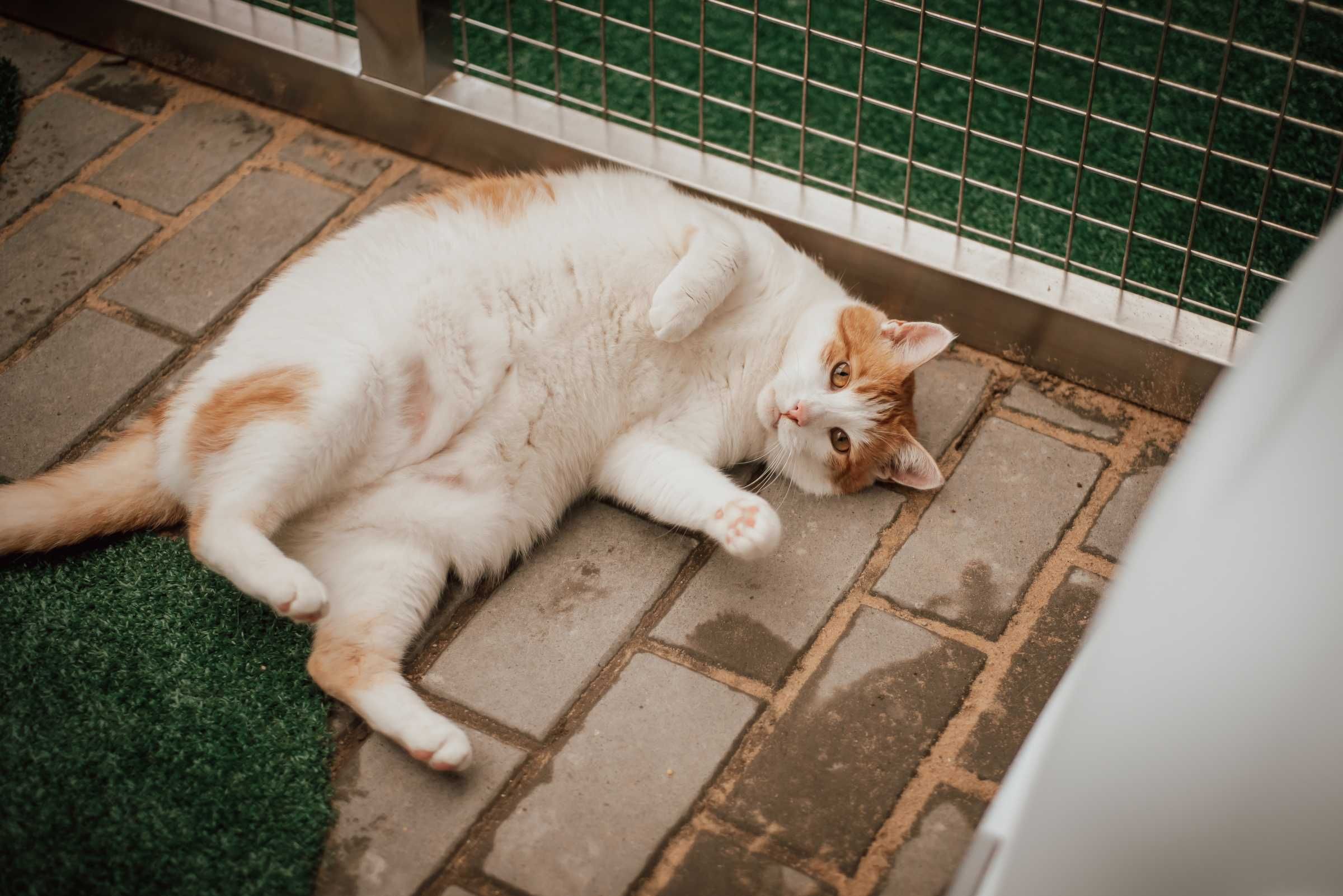 Duży, puszysty, biało-rudy Ginger :) kto pokocha?