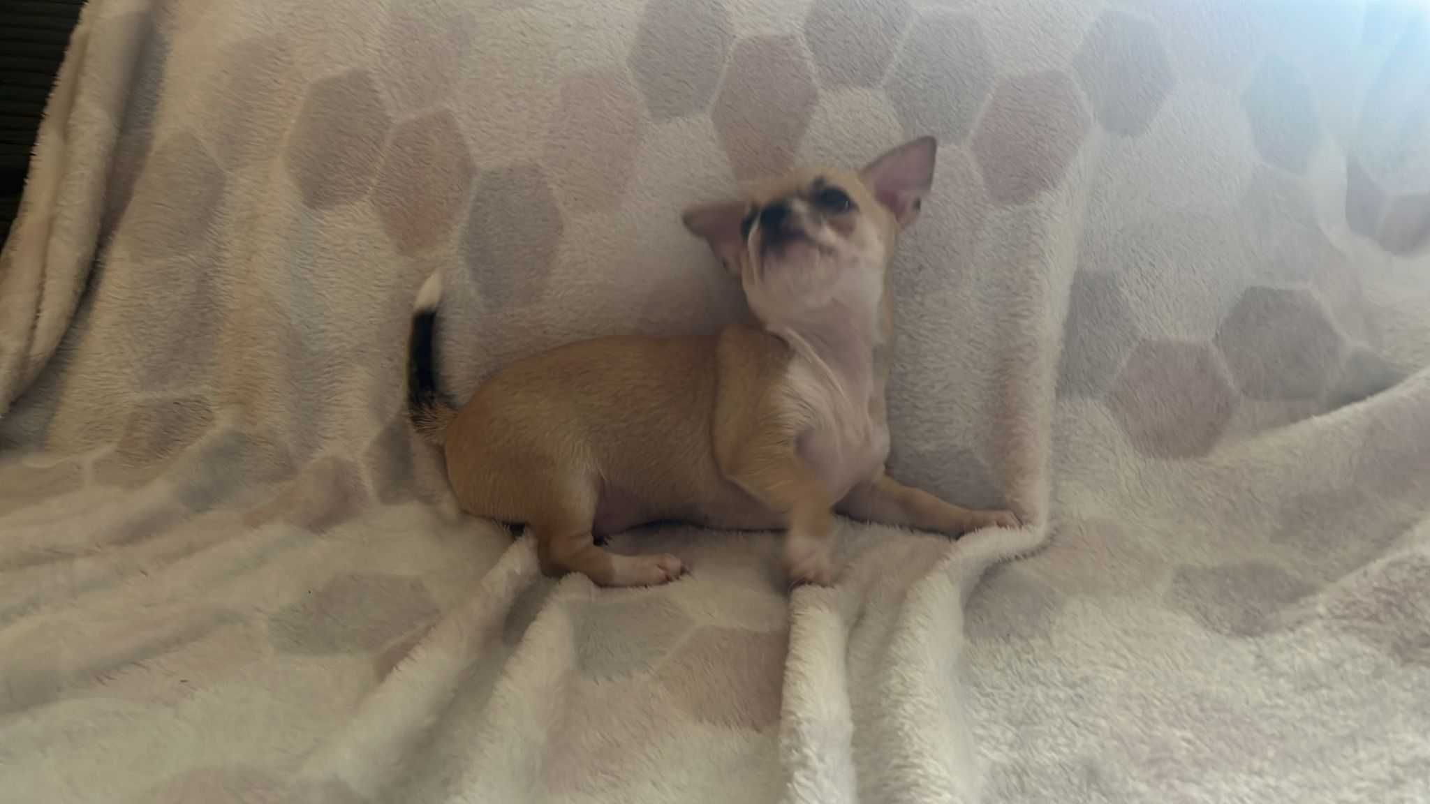 Śliczny piesek Chihuahua
