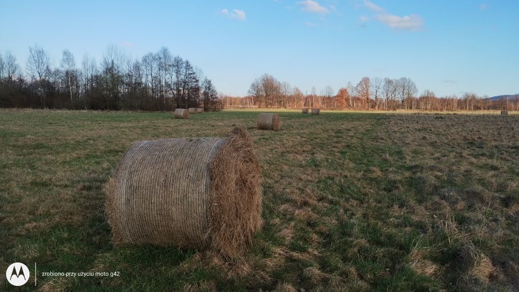 Siano ekologiczne zeszłoroczne