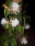 Kwiatek doniczkowy,Epiphyllum, królowa jednej  nocy.