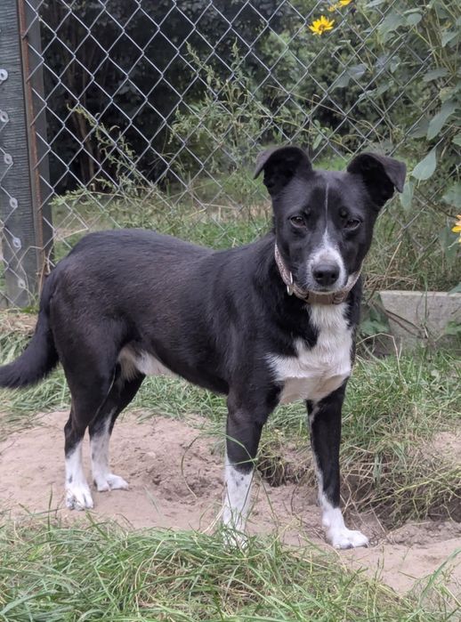 Samiec pilnie szuka domu