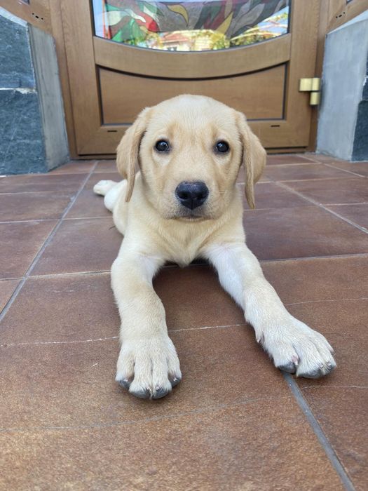 Супер щенки лабрадора