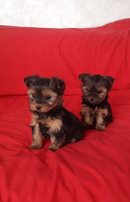 Цуценята йорк,йоркширський тер'єр