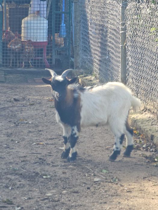 Chivo de raça pequena