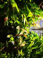 Bucephalandra  Silver Powder