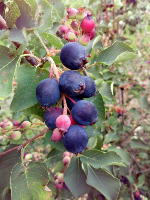 Саджанці ірги канадської