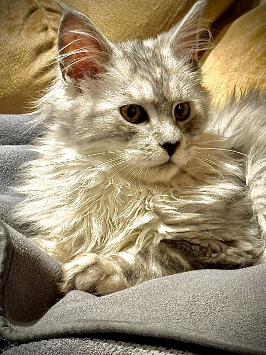 Kotka Maine Coon gotowa do odbioru