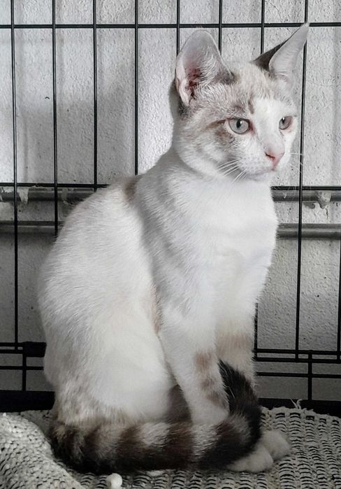Gatinhas para adoção consciente