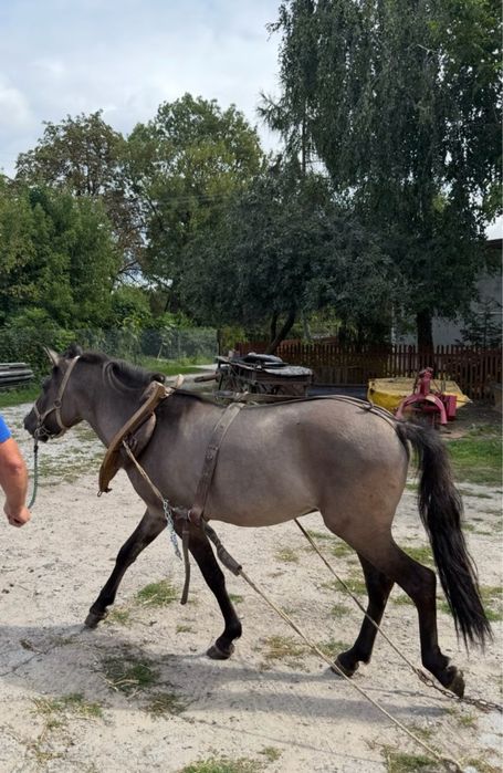 Koniki polske na sprzedaz