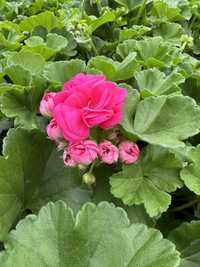 Pelargonia , surfinia , ample, sadzonki