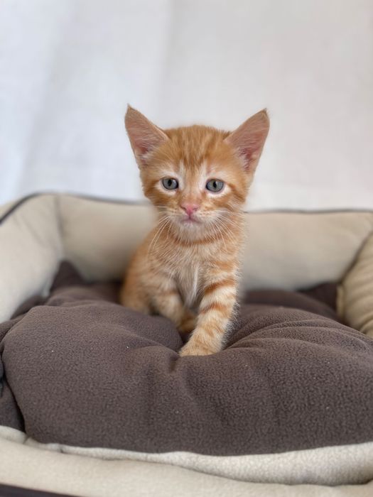 Котята котики отдам рыжий котенок