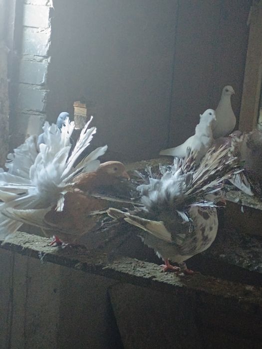 Gołębie pawie sprzedam