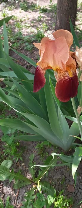 Хоста Ирисы высокие инизкорослые желтые