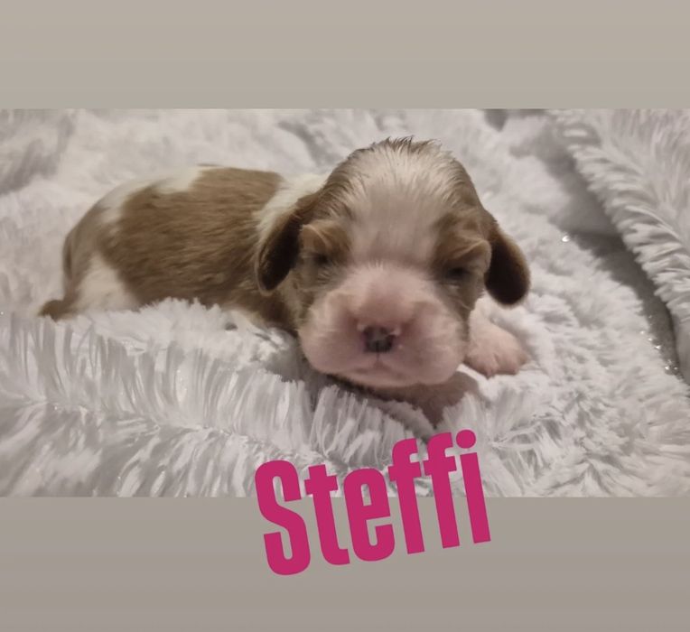 Cavalier King Charles spaniel DNA sunia