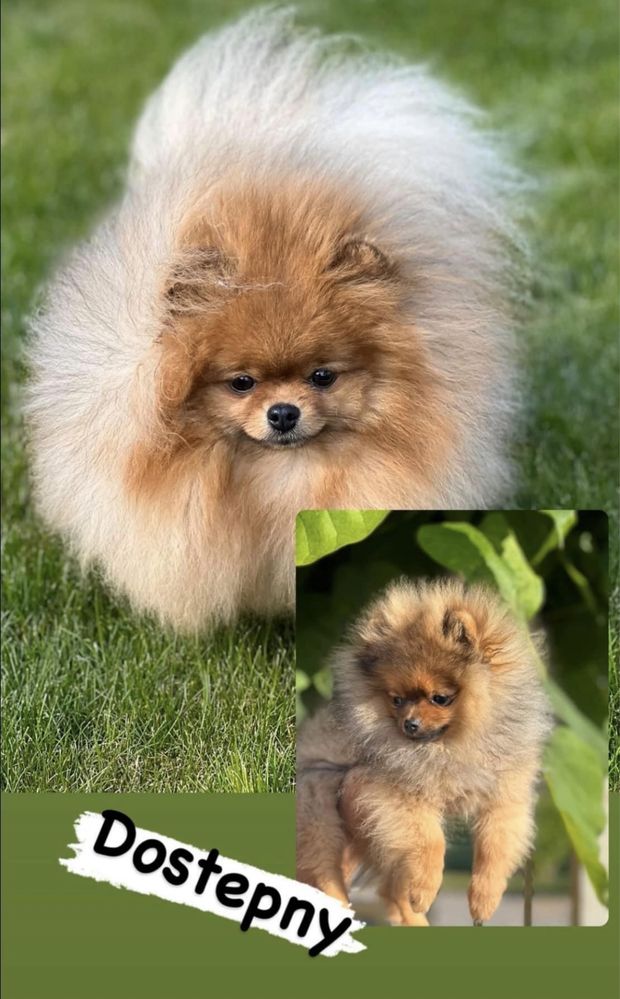 Szpic miniaturowy Pomeranian