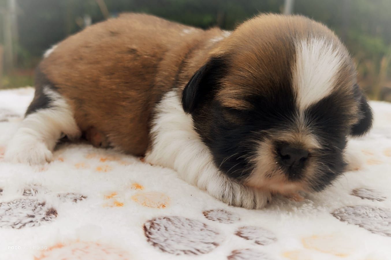 Piesek Shih Tzu do rezerwacji – tricolor