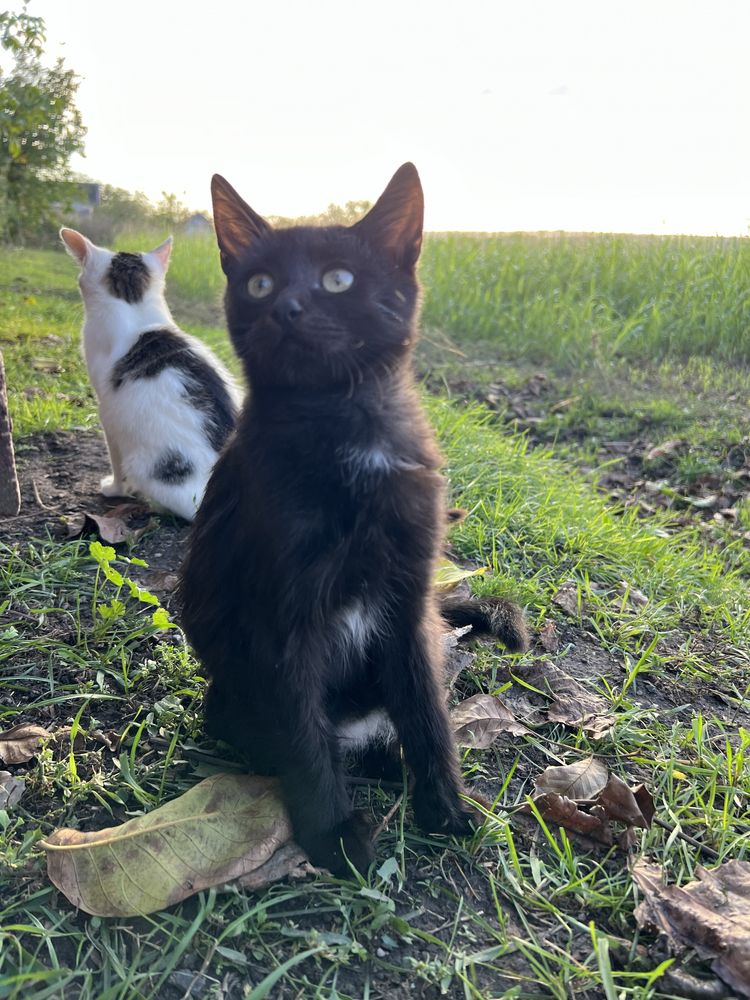 Віддам котенят в добрі руки