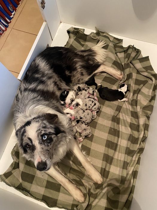 Border Collie reproduktor