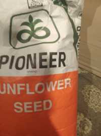 Семена подсолнечника насіння соняшника Пионер P64LE25 (П64ЛЕ25