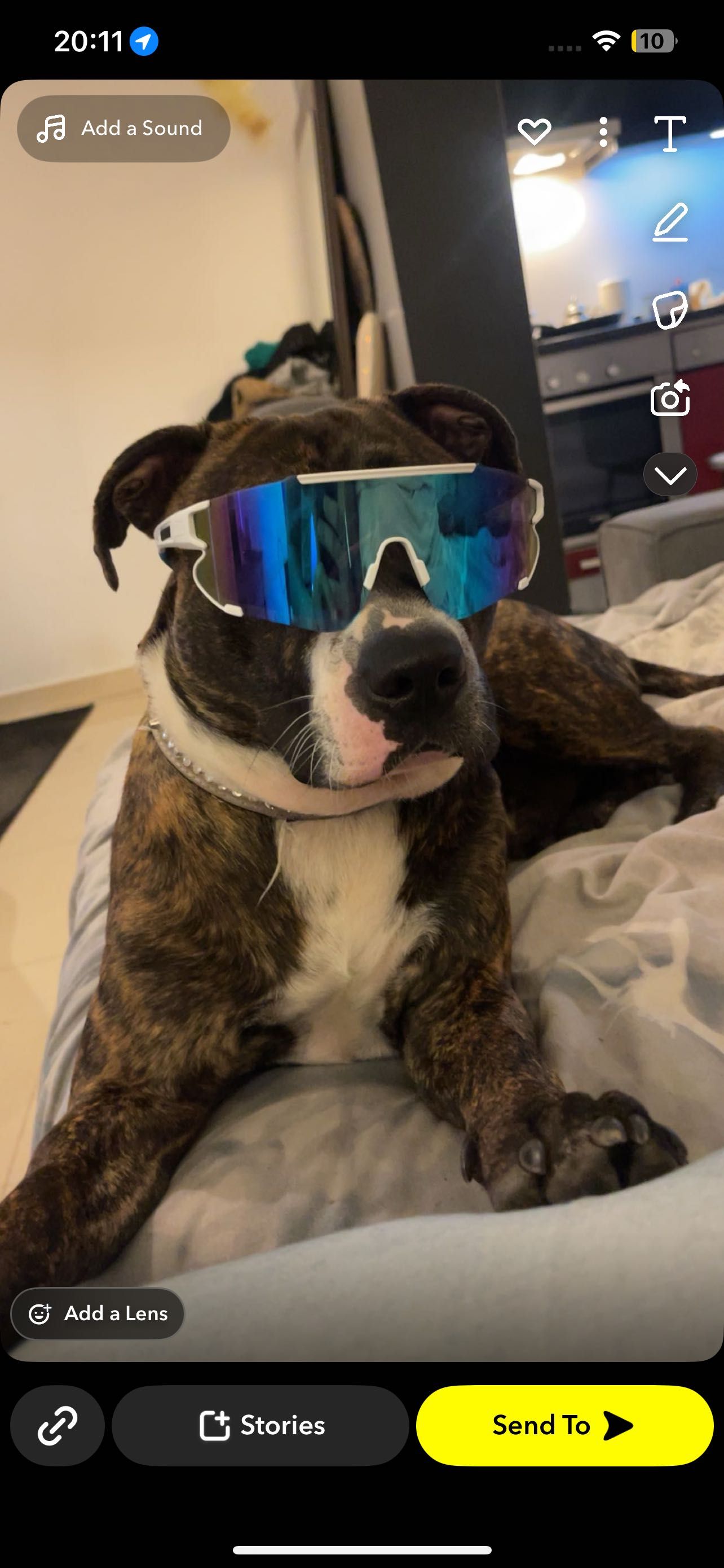Dog for adoption