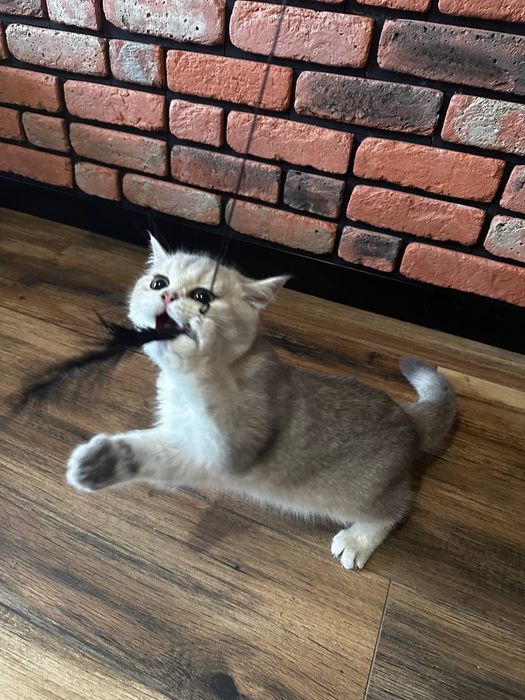 .Kotek. Brytyjska złota szynszyla. Ay 11