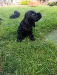 Szczeniak cocker spaniel