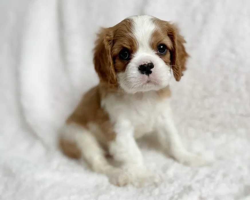 Cavalier King Charles