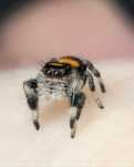 Skakun Phidippus Regius soroa L4