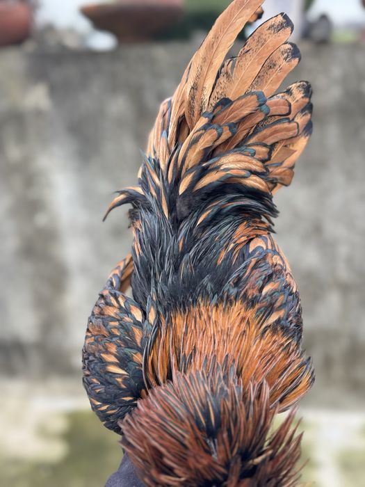 Machos paduna , machos sedosa