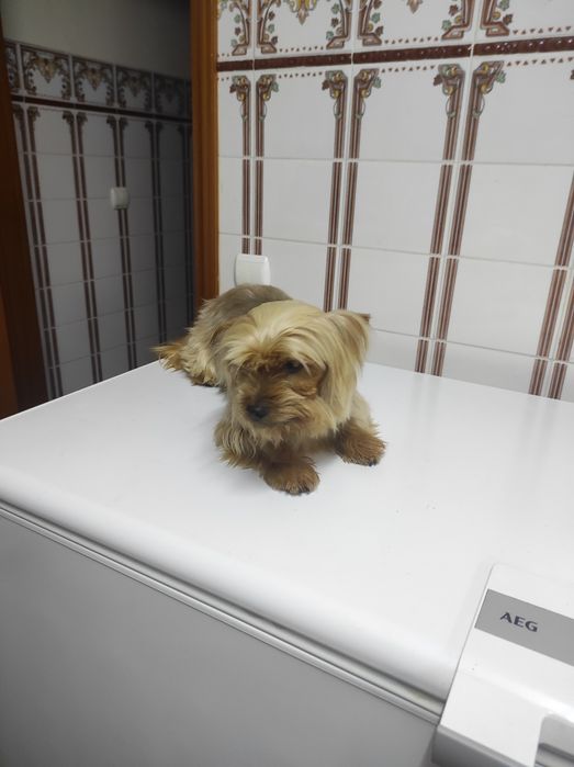 Yorkshire terrier