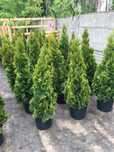 Thuja occidentalis (smaragd)