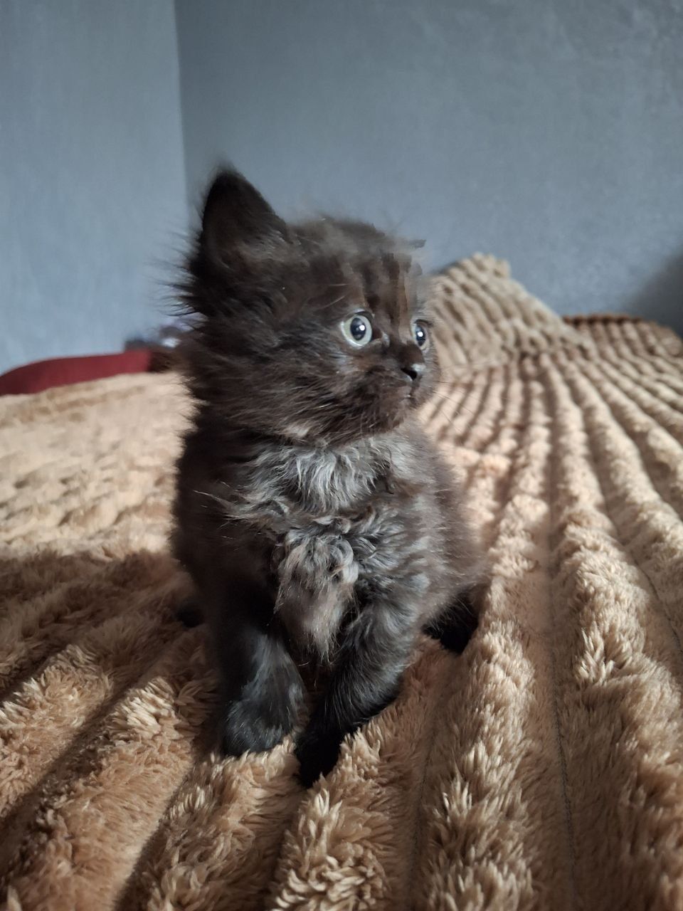 Котинята безкоштовно