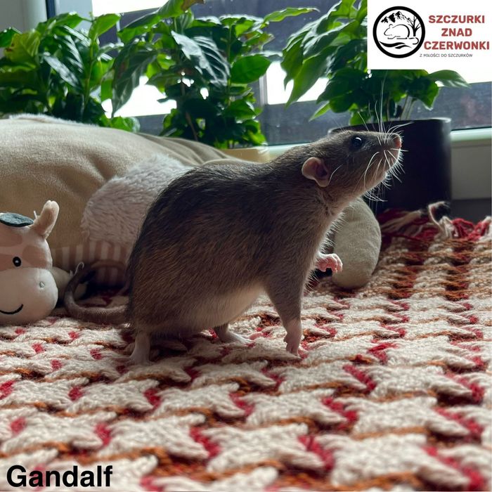 Piękne szczurki dumbo rex i standard miot G szczur szczury szczurki