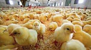 Бройлер суточный кобб 500