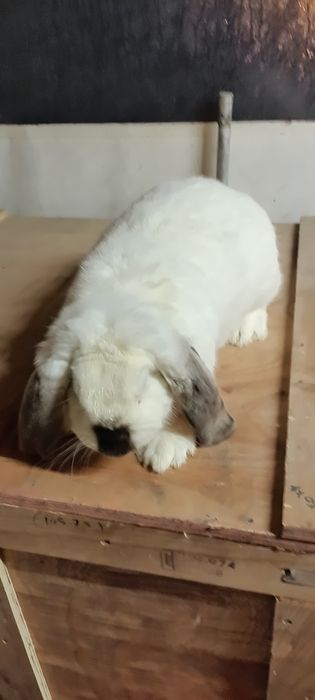 Króliki baran francuski samiec i 3 samice