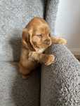 Szczeniaczek cocker spaniel angielski