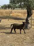 Borrego cruzado de Charolês