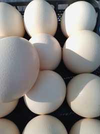Страусиное яйцо инкубационное и столовое