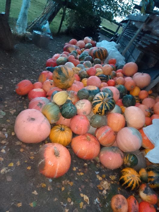 Sprzedam dynie świeżo zebrane