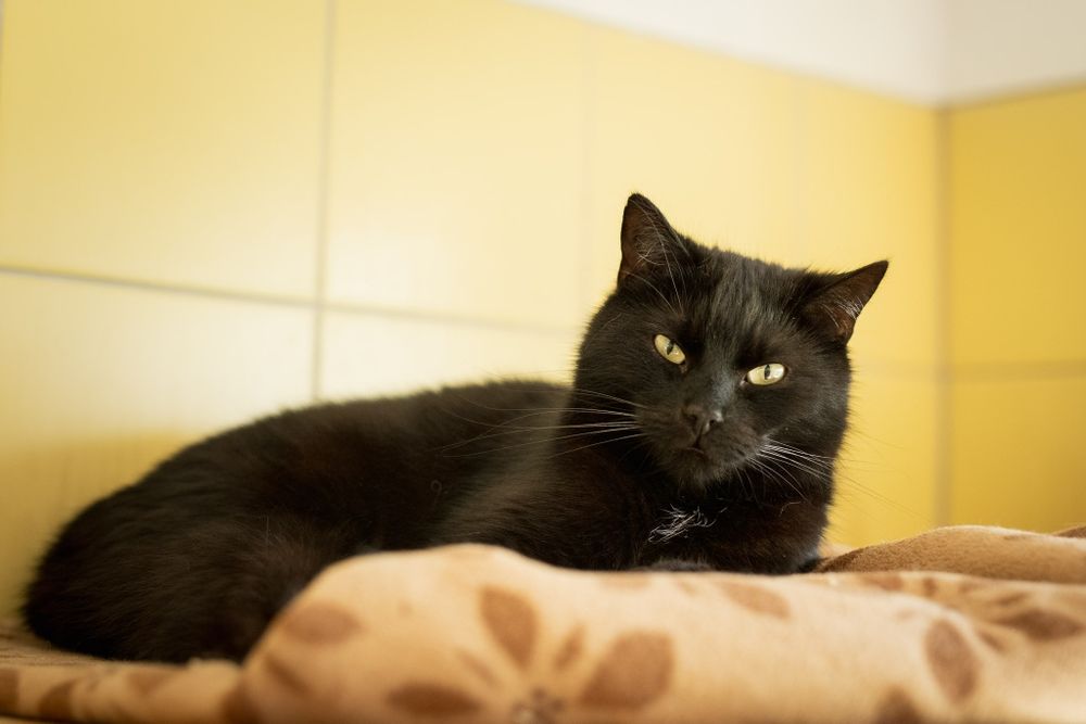 Kocurek Gizmo do adopcji!