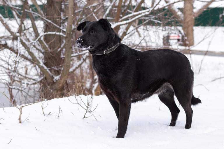 Чернушка шукає родину