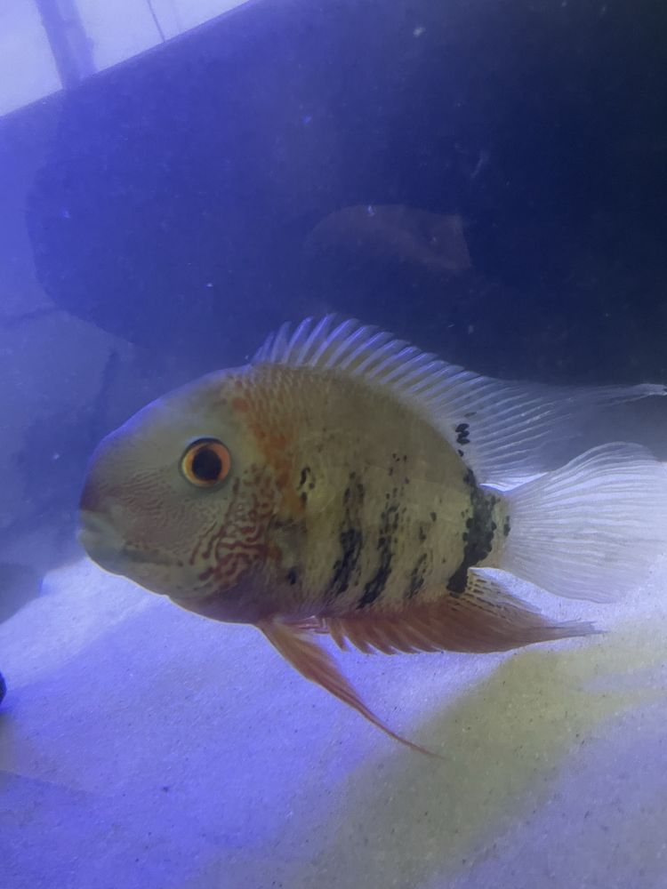 Heros severum rotkeil