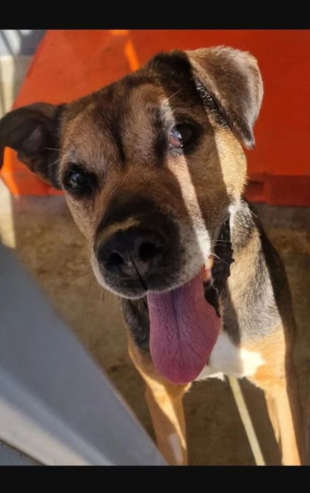 Seniorka Mika mix boksera do adopcji!