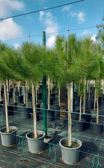 Lote 20 pinheiros mansos 1.80/2.00 Entrega incluída