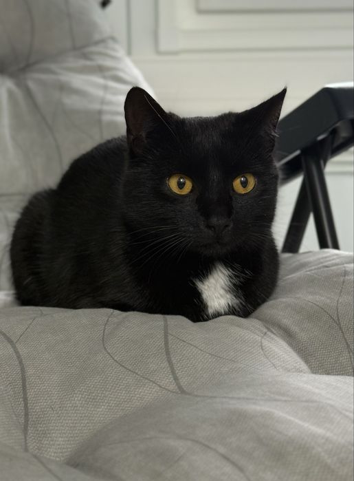 Spokojna Pchełka o miękkim spojrzeniu